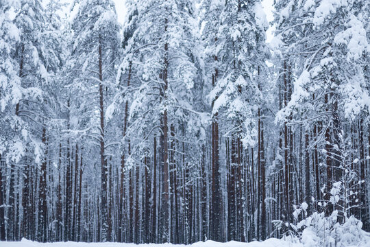 Forest in winter trees covered with snow