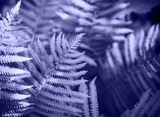 Fern leaf close up with selective focus. Natural background from fern leaves.