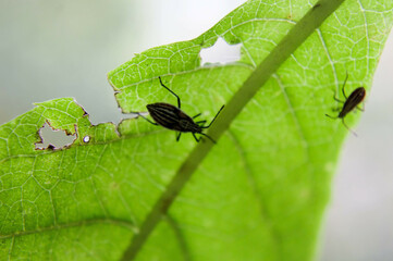 Un par de insectos en la hoja de un arbol en la selva 