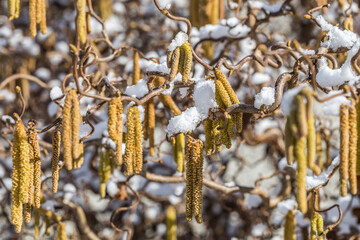 Male catkins of the common hazel in the winter