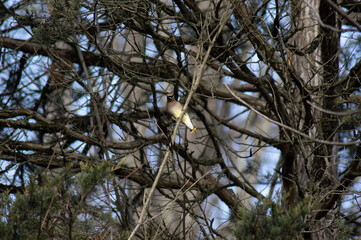 Cedar Waxwing perched on tree branch in Short Hills Provincial Park December 11, 2021
