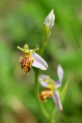 Bienenragwurz Var. Trollii