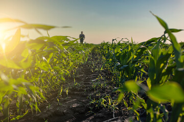 Farm worker walk along maize stalks in fields sunset time somwhere in Ukraine