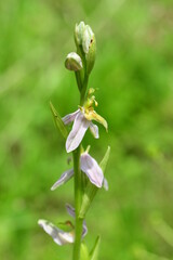 Bienenragwurz Var. Trollii