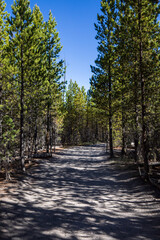 Artists Paint Pots Trail overlook in summer, Yellowstone National Park Wyoming.