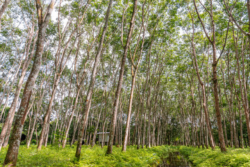 Rubber tree, Latex rubber, Plantation and tree rubber