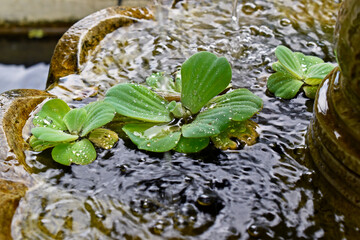 Water Cabbage or Water Lettuce (Pistia stratiotes) in the fountain