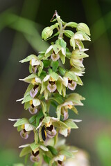 Breitblättrige Stendelwurz