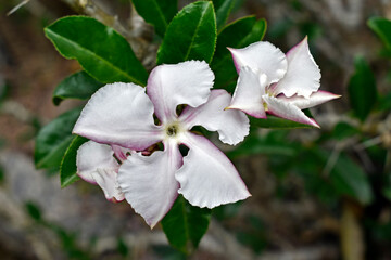 White desert rose flowers (Adenium obesum)