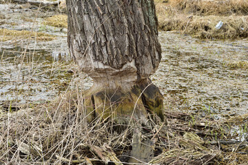 The tree, nibbled by a beaver, is still standing upright.