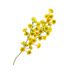 Small yellow flowers of berberis thunbergii isolated