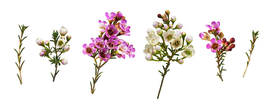 Set of chamelaucium flowers, buds  and leaves isolated
