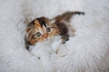 Cute tricolor higland fold scottish kitten.