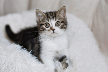 Gray white fluffy kitten sits on bed
