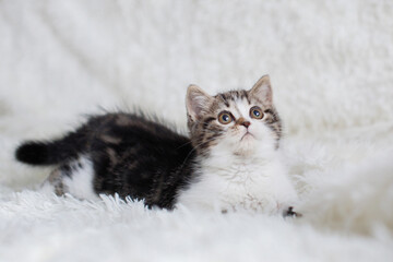 Gray white fluffy kitten sits on bed