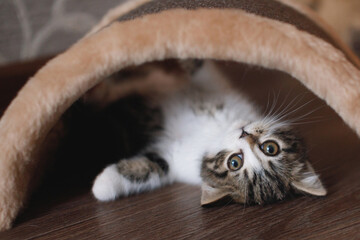 A white gray kitten plays on the floor