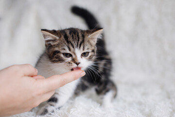 Gray white fluffy kitten sits on bed
