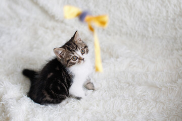 Obraz premium Gray white fluffy kitten sits on bed