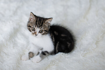 Fototapeta premium Gray white fluffy kitten sits on bed