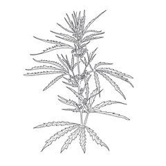 Hemp, cannabis leaves and stems. Vector sketch of a cannabis plant