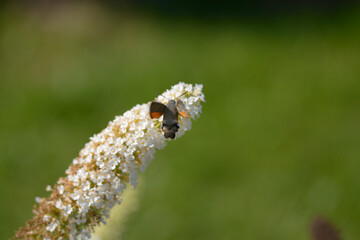 Motyl i Budleja / Macroglossum stellatarum