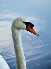 Łabędź niemy / Cygnus olor © Kamyk