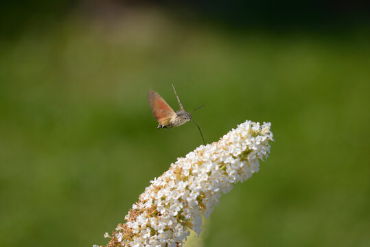 Motyl i Budleja / Macroglossum stellatarum