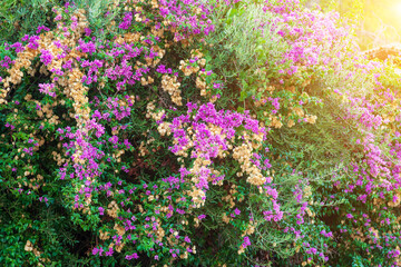 Ecological background with Pink and purple flowers of bougainvillaea plant with green leaves