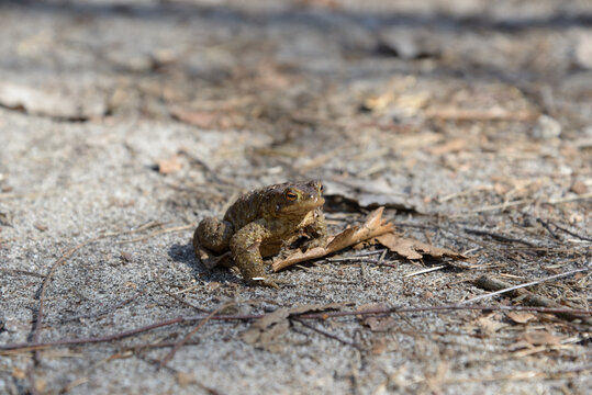 Ropucha na piasku / Bufo bufo