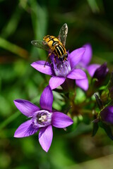 Deutscher Fransenenzian mit Schwebfliege