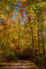 Rich Mountain Road in Cades Cove, Great Smoky Mountains National Park