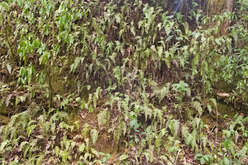 Plantas creciendo en una pared de la selva