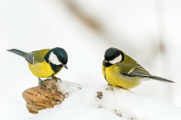 great tits 1 © Antti