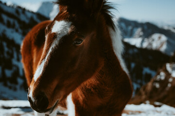 horse portrait