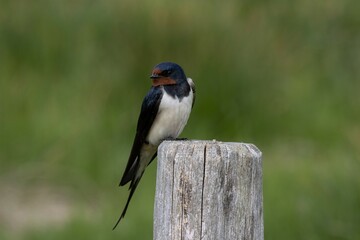Rauchschwalbe (Hirundo rustica)