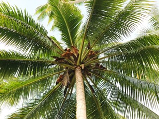 coconut palm trees