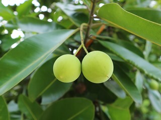 green olives on a tree