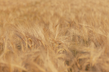 Ripe Wheat On The Field Close-Up At Selective Focus