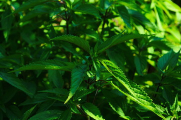 Agastache foeniculum - perennial aromatic plant in the mint family.