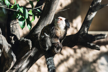 small monkey looking up