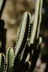 cactus in the desert