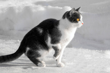 white gray cat is sitting on clean snow with its paw raised. The concept of cat food, animal exhibitions, calendars, postcards, winter.
