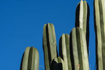 Crédence de cuisine en verre imprimé Cactus cactus in the desert