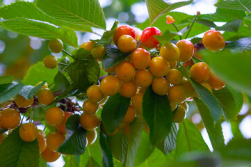 A branch of cherries with fruits of varying degrees of maturity. The concept of farming, gardening, orchards.