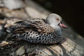 duck on the water
