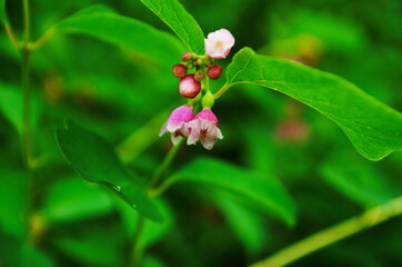 Flower of Common Snowberry Symphoricarpos albus.