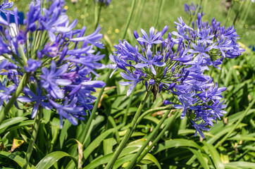 Obraz premium African lily flower