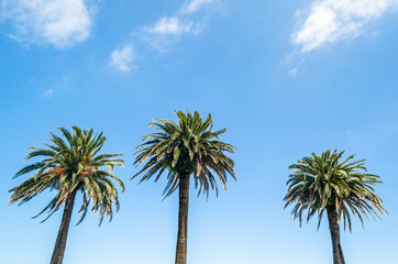 Palm tree on blue sky background