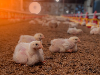 Chickens were grounded in a farming business.