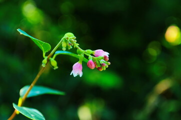 Flower of Common Snowberry Symphoricarpos albus.